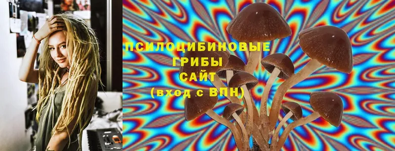 Галлюциногенные грибы Psilocybe  где купить   Бабаево 